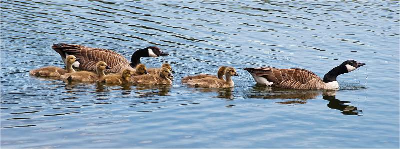 Canada Geese with Young.jpg